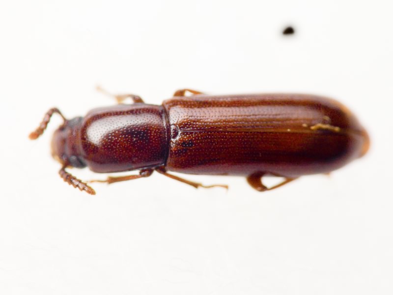 Corticeus unicolor Piller & Mitterpacher, 1783